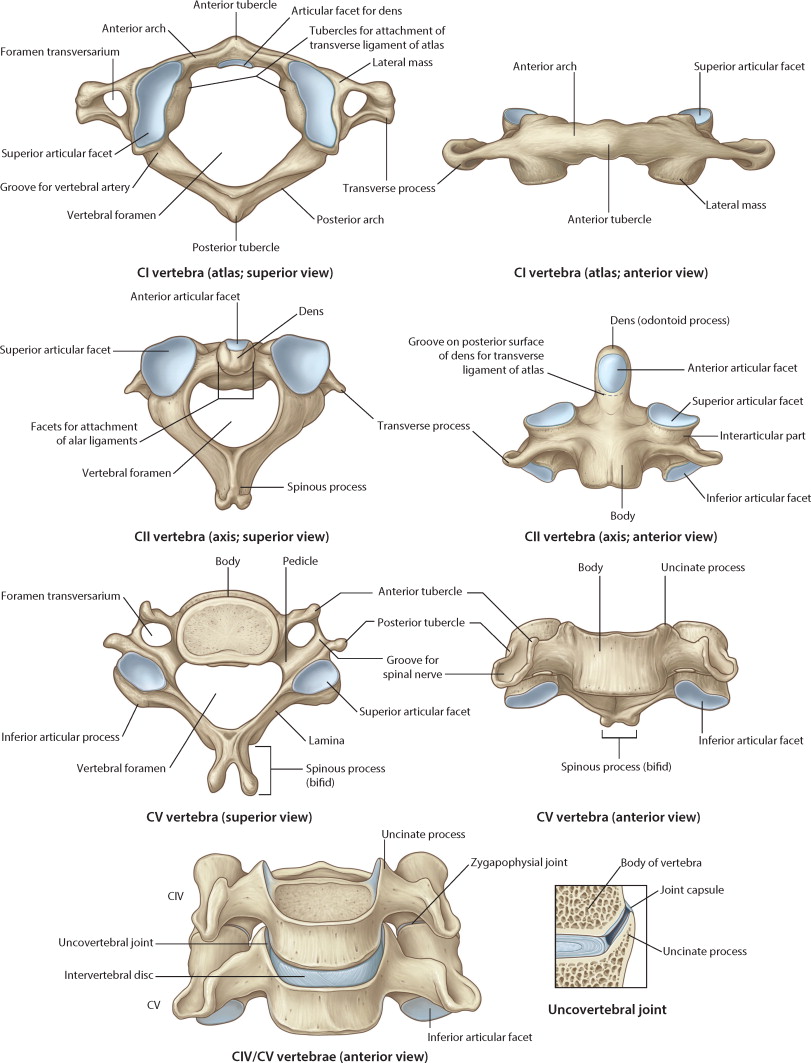 vertebral bones.jpg
